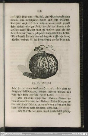 Fig. 54. (Melone)