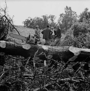Sturmschäden: Poggensee: Begutachtung der Schäden: hinten Mitte zwei Arbeiter im Gespräch mit Förster Lichtenberg, Stadtmitarbeiter Lütjohann und Forstmitarbeiter: vorn Kettensäge auf umgestürztem Baum: hinten auf Wiese weitere umgestürzte Bäume