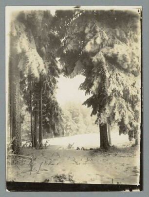 Winterwald