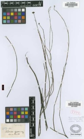 Borreria squamosa C.Wright ex Griseb. [syntype]