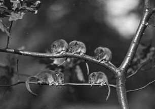 Haselmaus (Muscardinus avellanarius L.). Weibchen mit Jungen