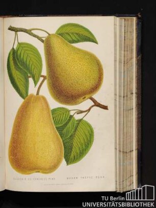 Souvenir Du Concress Pear. Madam Treyve Pear.