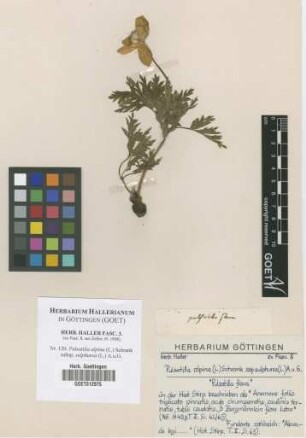 Pulsatilla alpina (L.) Schrank subsp. sulphurea (L.) A. u. G.