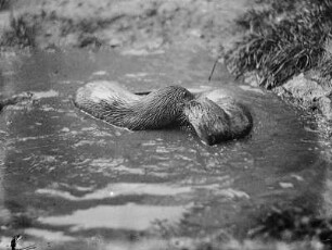 Zwei Fischotter im Wasser