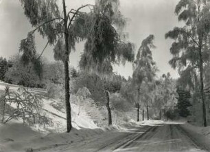 Osterzgebirge. Birken mit Raureif an der Straße nach Frauenstein
