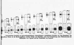 Schematischer Grundriß von hinterradangetrieben Ackerschleppern verschiedenen Gewichts von zwei Herstellern