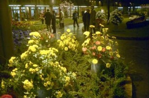 Freiburg: Stadthalle, Blumen- und Gartenausstellung, Blumenarrangements in der Stadthalle