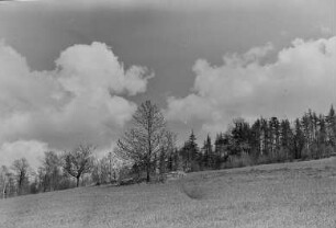 Bei Mehltheuer : Feld mit Wald