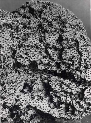 Tubipora purpurea Dana, Alcyonaria, Orgelkoralle, Rotes Meer