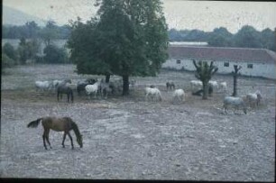 Fotografie: Pferdehaltung, Auslauf, Weidehaltung