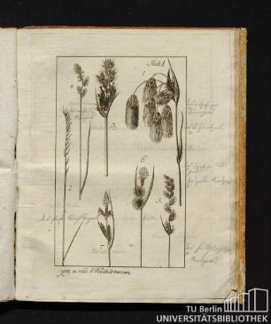 Abbildungen Tab. I. bis Tab. XVI.