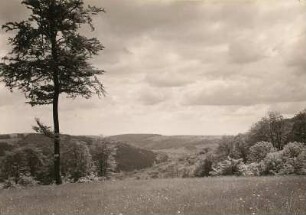Blick ins Würzbachtal bei Oberwürzbach