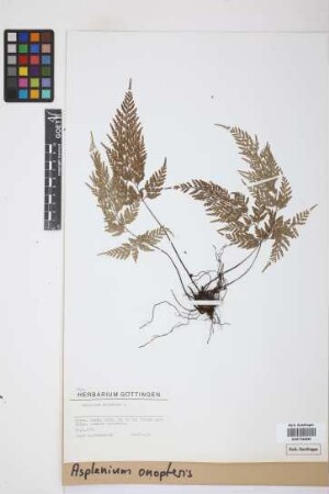Asplenium onopteris