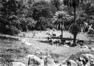 Sora Kühe (Deutsche Indien-Expedition 1926/1929 - 2. Odisha)