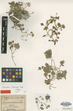 Hyoscyamus leptocalyx Stapf [type]