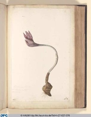 Colchicum, floribus fritillariae inotar tessellaris.