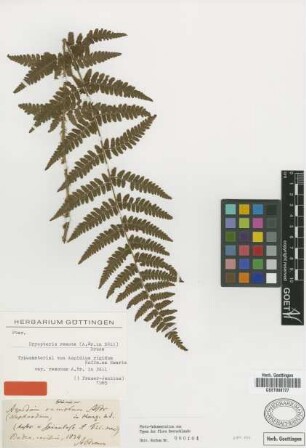 Aspidium rigidum Hoffm. ex Sw. var. A.Br. in Döll remotum[type]