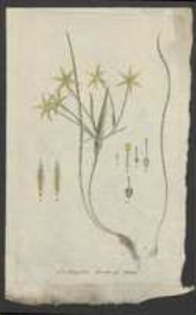 Pflanzenbild 1