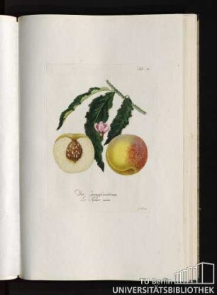Tab. 23. Der Zwerpfirsichbaum. Le Pecher nain.