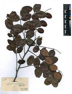Leguminosae Ceratonia Siliqua Linné, Carl von (1707 - 1778) [Bendeleben]