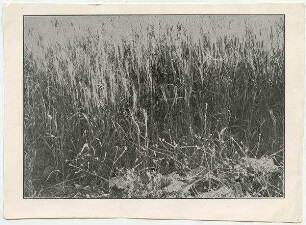 [Weizen auf gutem Land (el-Bak'a)]