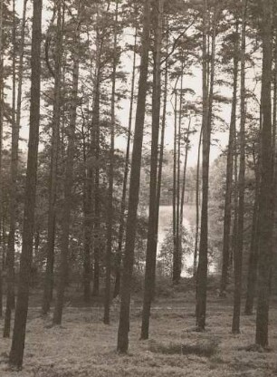 Dahlener Heide. Kiefernhochwald am Auteich westlich Schöna