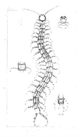 Scolopendra heros, G.