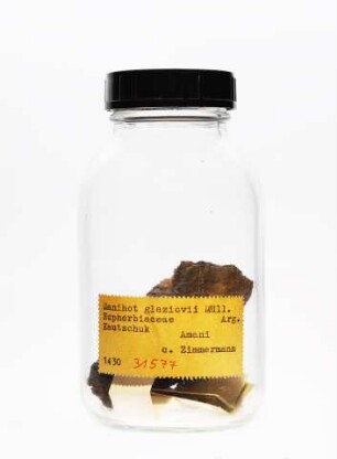 Manihot carthagenensis subsp. glaziovii (Müll.Arg.) Allem aus Amani (Tansania [ehem. Deutsch-Ostafrika])