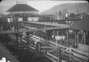 Viehmarkt (Lateinamerika-Aufenthalte 1928/1942 – 1. Chile 1928)