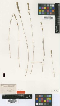Eragrostis spartinoides Steud. [isotype]