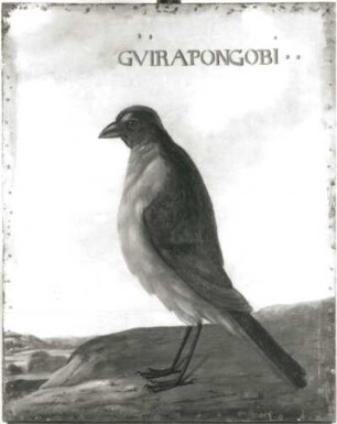 GVIRAPONGOBI brasil. Finkenvogel : GVIRAPONGOBI brasil. Finkenvogel. Öl auf Leinwand (1655/1663; A. Eckhout). Radebeul, Hoflößnitz, Berg- und Lusthaus, Festsaal (nach der Restaurierung)