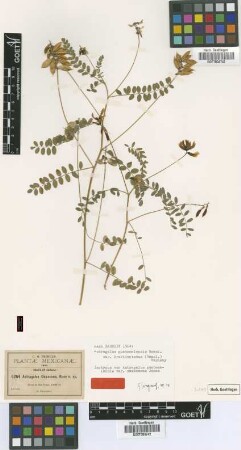 Astragalus oaxacana Rose [type]
