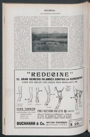 Avicultura : Una provechosa publicación