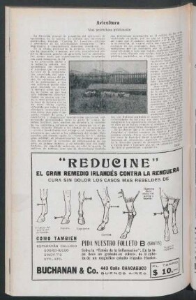 Avicultura : Una provechosa publicación