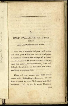 6. Canis Familiaris var. Terrae nouae. Der Neufundländische Hund