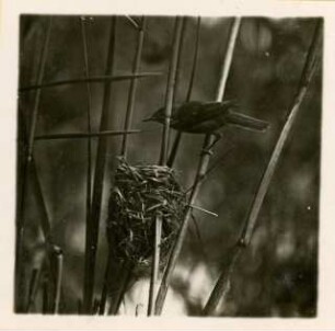 Teichrohrsänger : Frohburg, Teichrohrsänger (Acrocephalus scirpaceus) am Nest