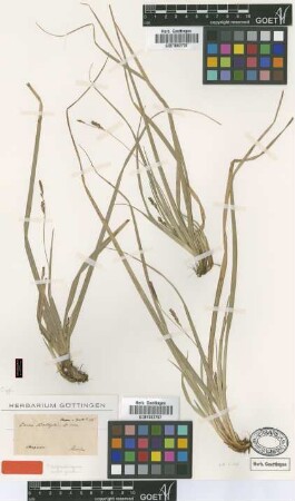 Carex baltzellii Chapm. [type]