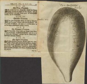 Fig. IV. Ein Lein-Saamen.