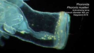 Phoronis muelleri, actinotrocha larva, Helgoland 2019