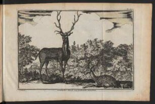 Canadischer Hirsch und Sardinische Hirschkuh