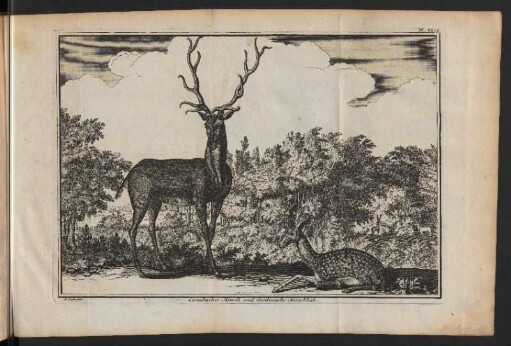 Canadischer Hirsch und Sardinische Hirschkuh