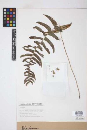 Blechnum