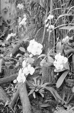 Frühling im Botanischen Garten.