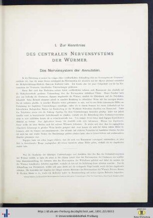 Zur Kenntniss des centralen Nervensystems der Würmer.