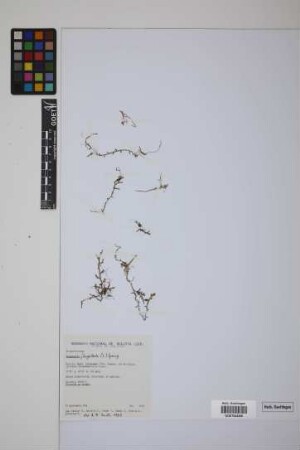 Selaginella flagellata Spring