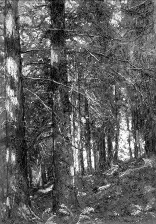 Waldinneres