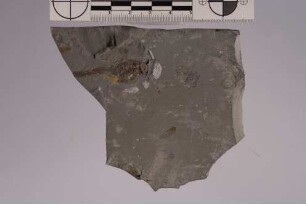 Heuschrecke (Orthoptera)