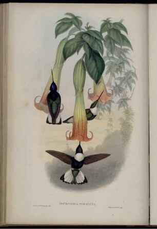 Bourcieria Torquata. [bis] Bourcieria Inca.