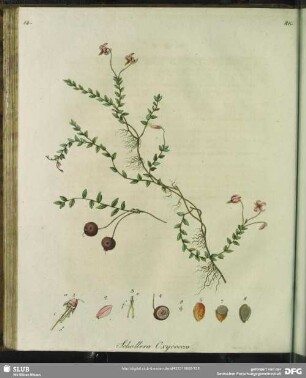 Schollera Oxycoccos. Tabula XIV.
