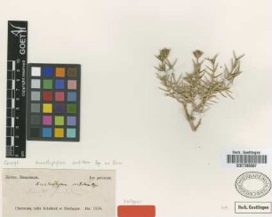Acanthophyllum sordidum Bunge ex Boiss. [isotype]